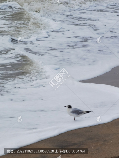 北歐風(fēng)海鷗海浪