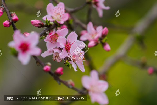 桃花三兩枝