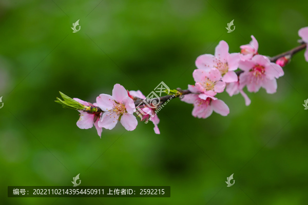 桃花盛開