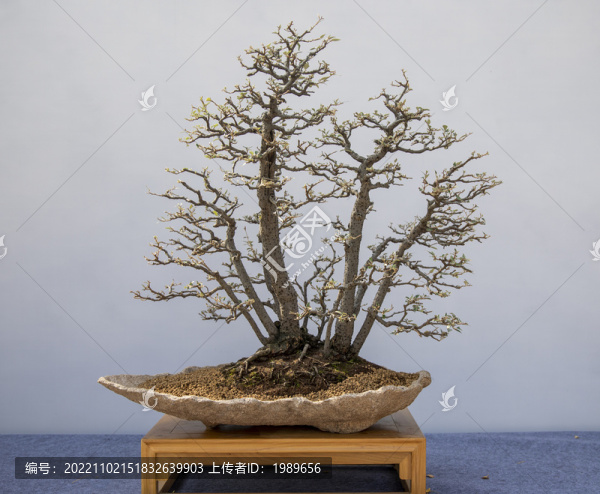 樸樹(shù)盆景