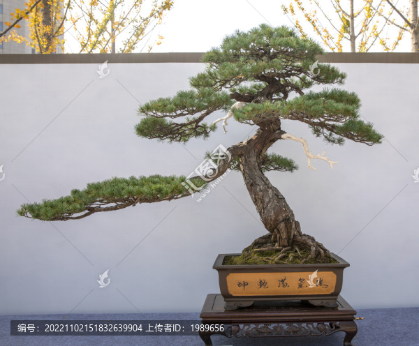 五針?biāo)? title=