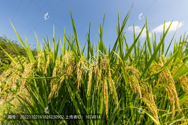 稻田