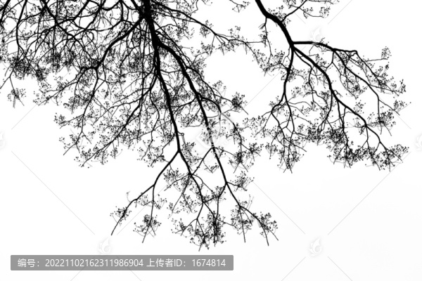 樹枝