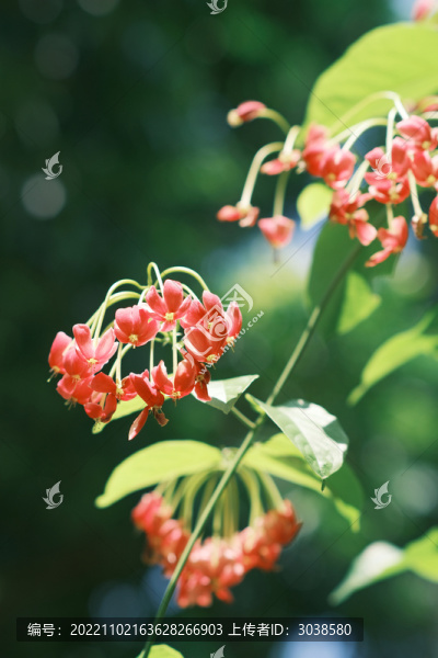 夏日綠葉