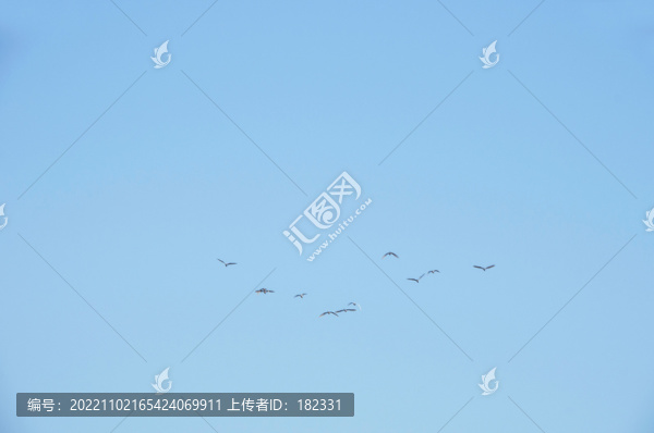 天空飛鳥群