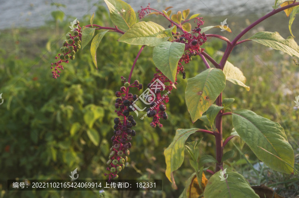 垂序商陸植株局部