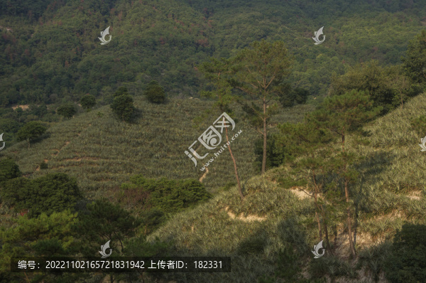 丘陵種菠蘿