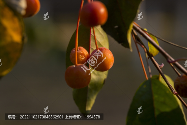 紅果