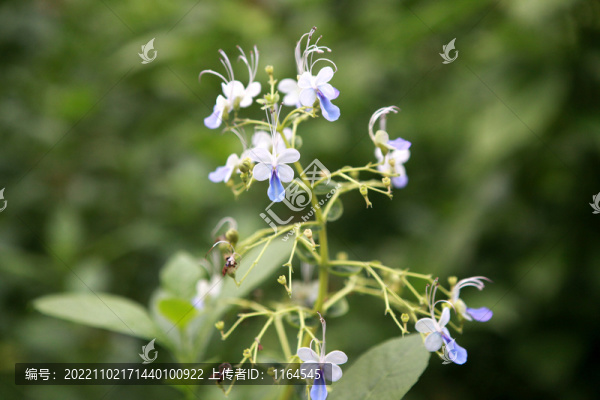 藍(lán)蝴蝶