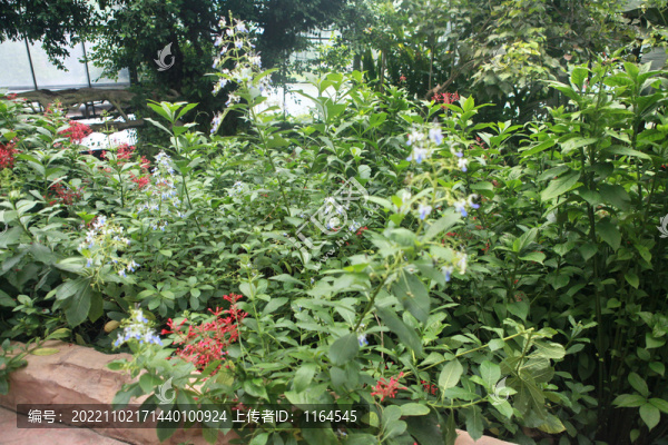 藍蝴蝶