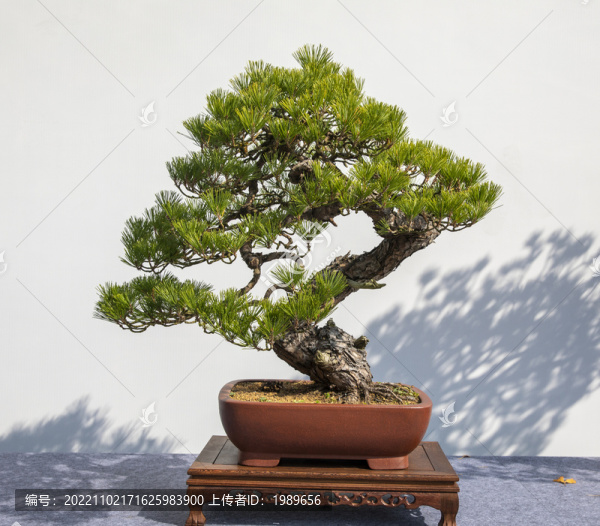 赤松盆景