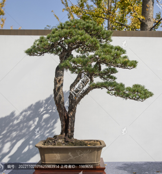 五針?biāo)膳杈? title=