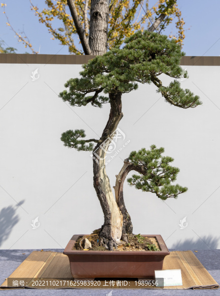 五針?biāo)膳杈? title=