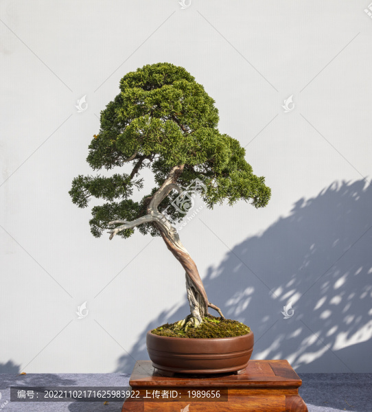 柏樹盆景