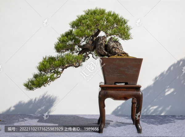 赤松盆景