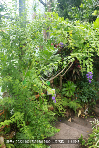 金露花