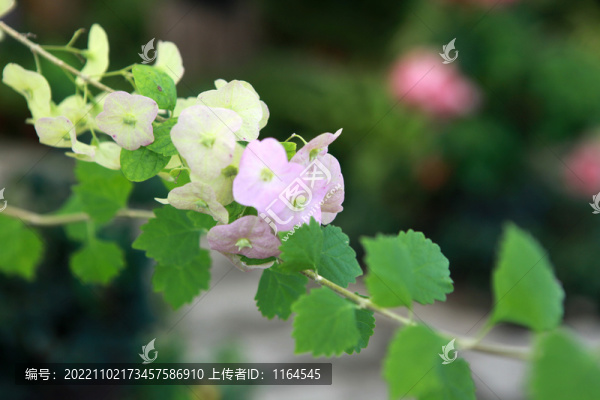 粉苞冬紅