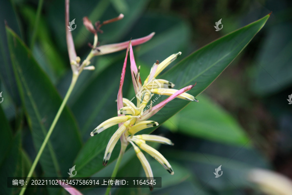 紅鳥蕉