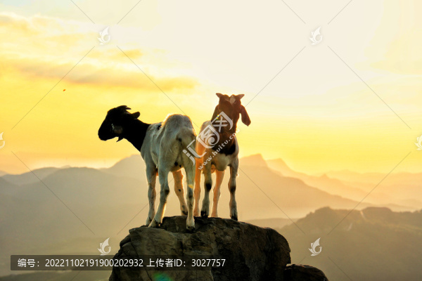 山羊