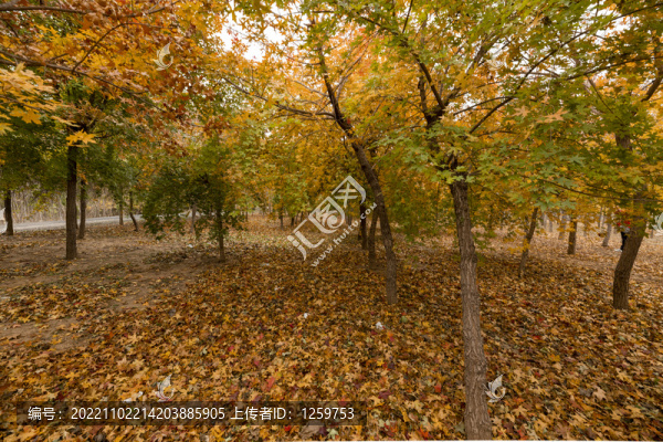 秋天紅葉