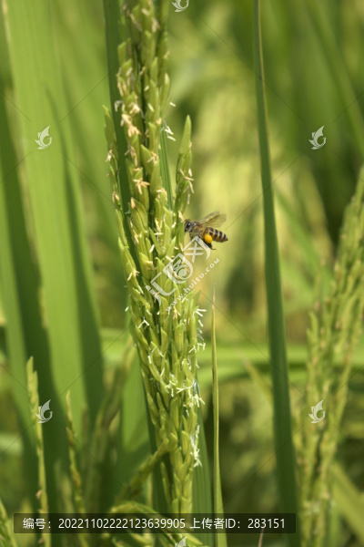 稻花