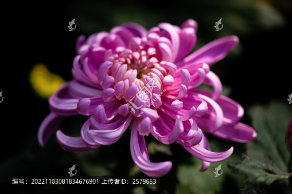 粉色菊花花朵