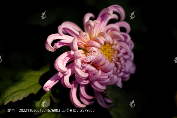 粉色菊花