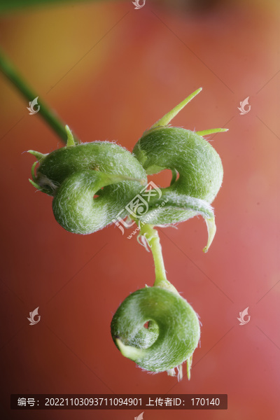 紫花苜蓿的種子