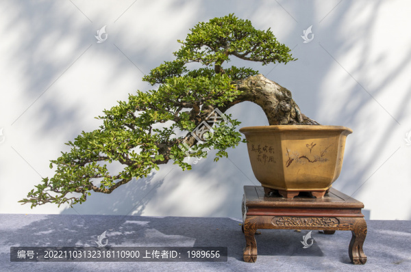 榆樹盆景