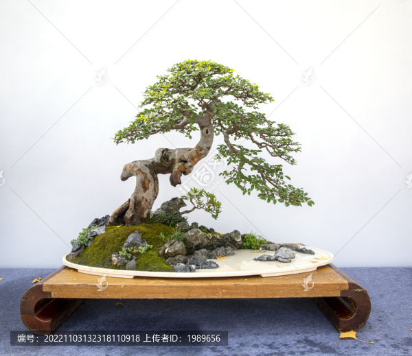 榆樹水旱