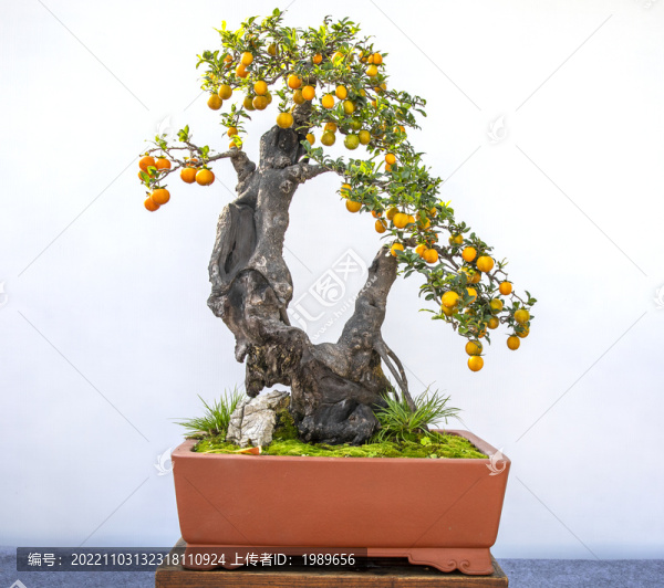金彈子