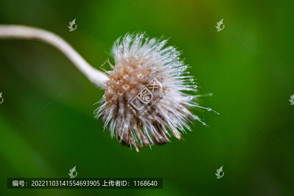 微距看秋色