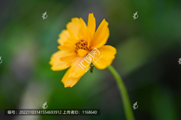 微距看秋色