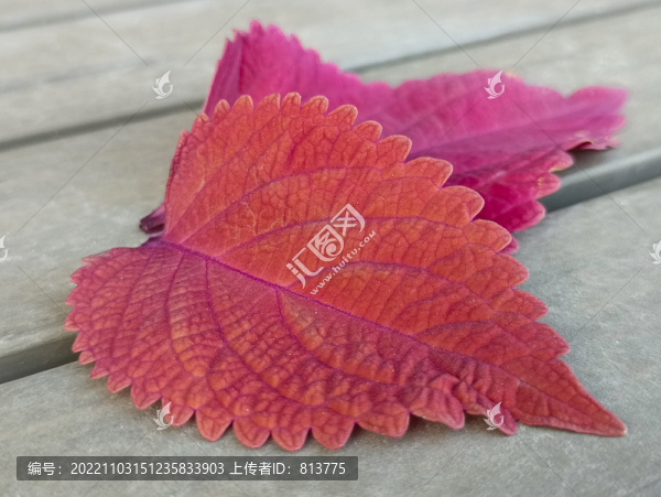 靜物紅葉片