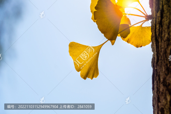 秋天藍(lán)天下金黃的銀杏葉