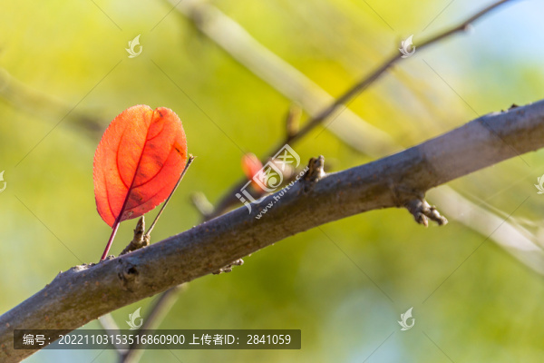 秋天樹(shù)枝上的一片紅葉