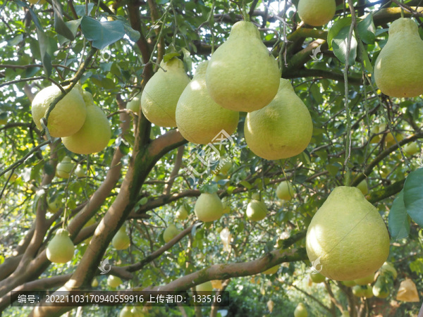 沙田柚果園