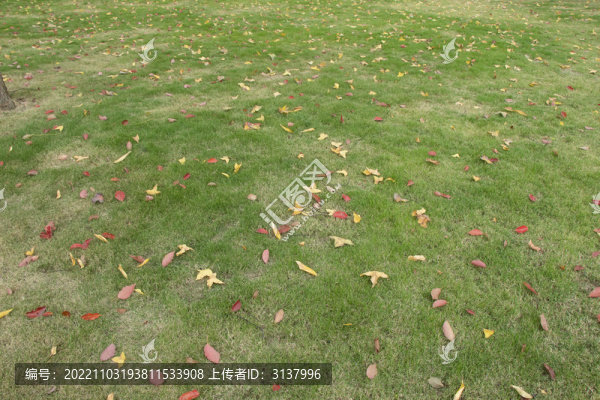 草坪落葉