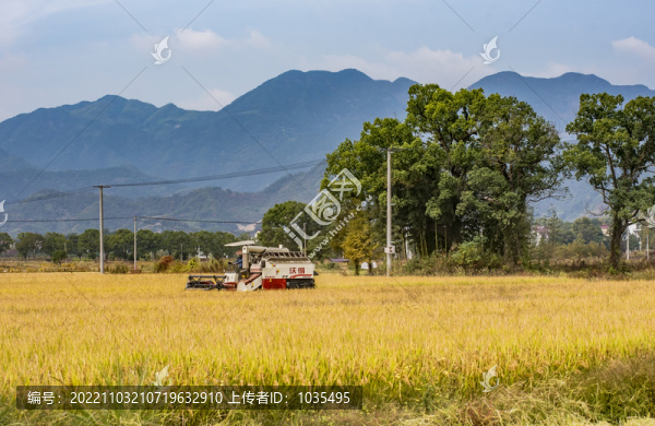 收割機(jī)正在收割晚稻