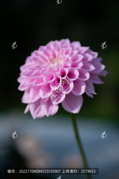 粉色花朵特寫豎