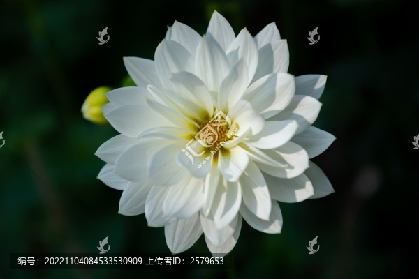 白色花朵特寫橫