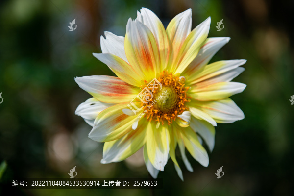 花朵特寫