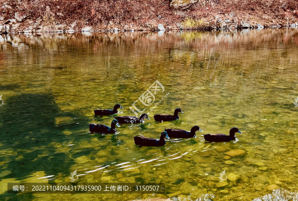 秋水鴨浮