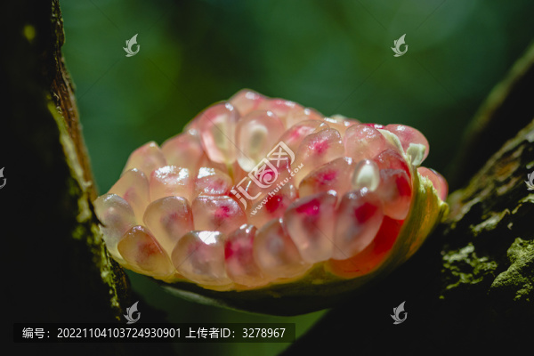 石榴