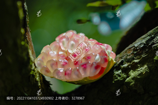 石榴