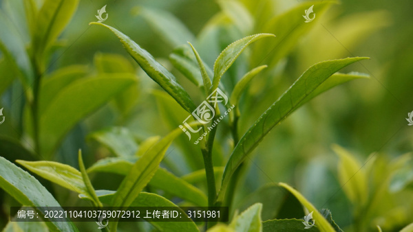 茶葉
