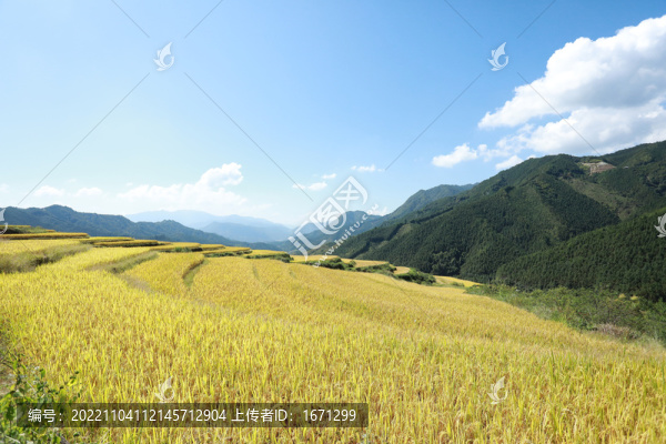 稻田梯田