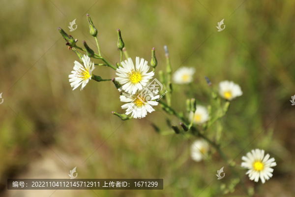 翅果菊
