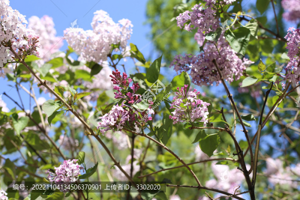 丁香花