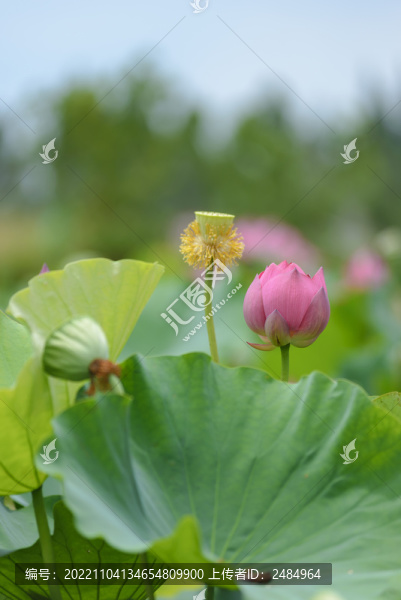 荷花